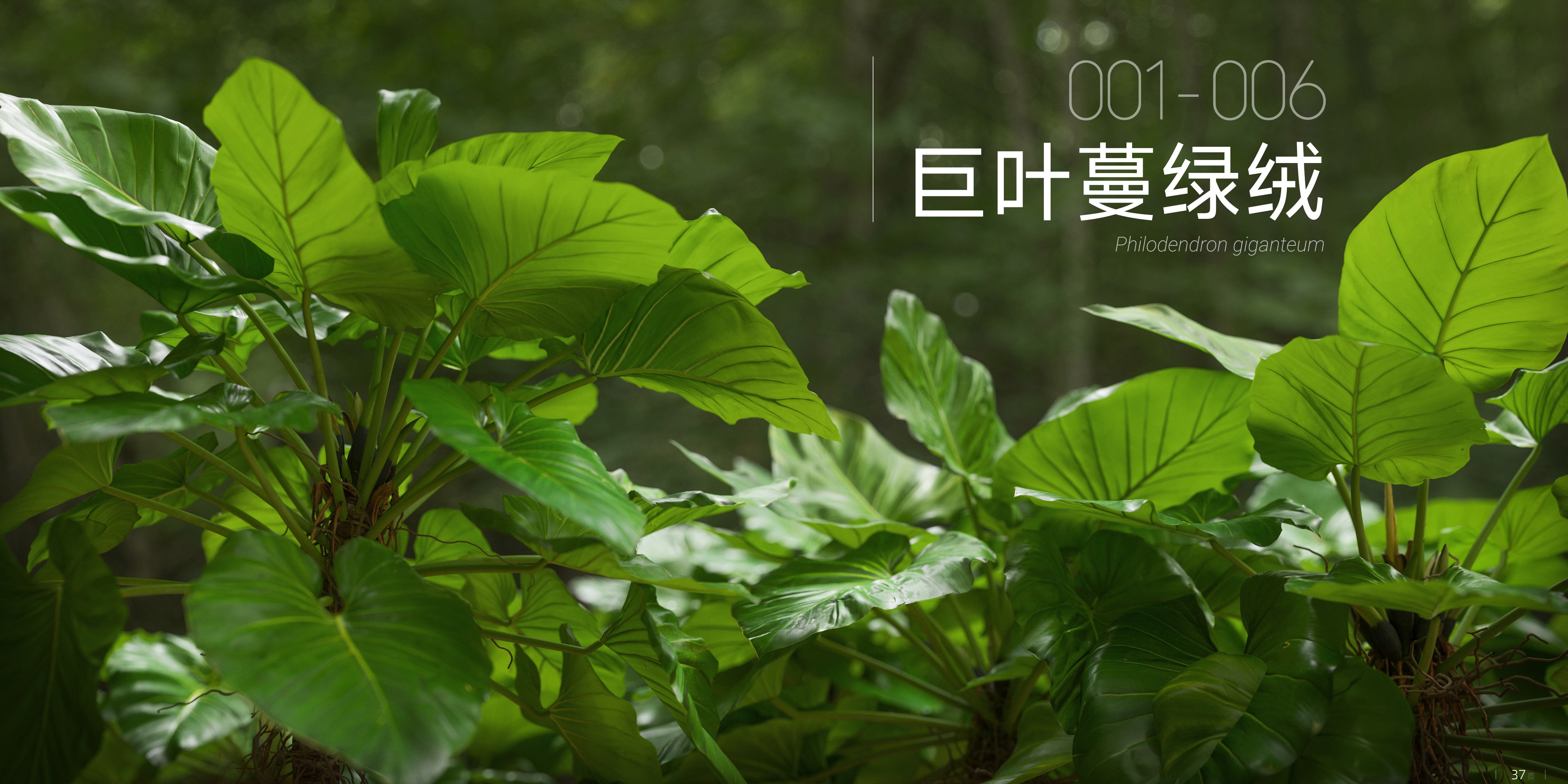 巨型蔓绿绒 001 - 006