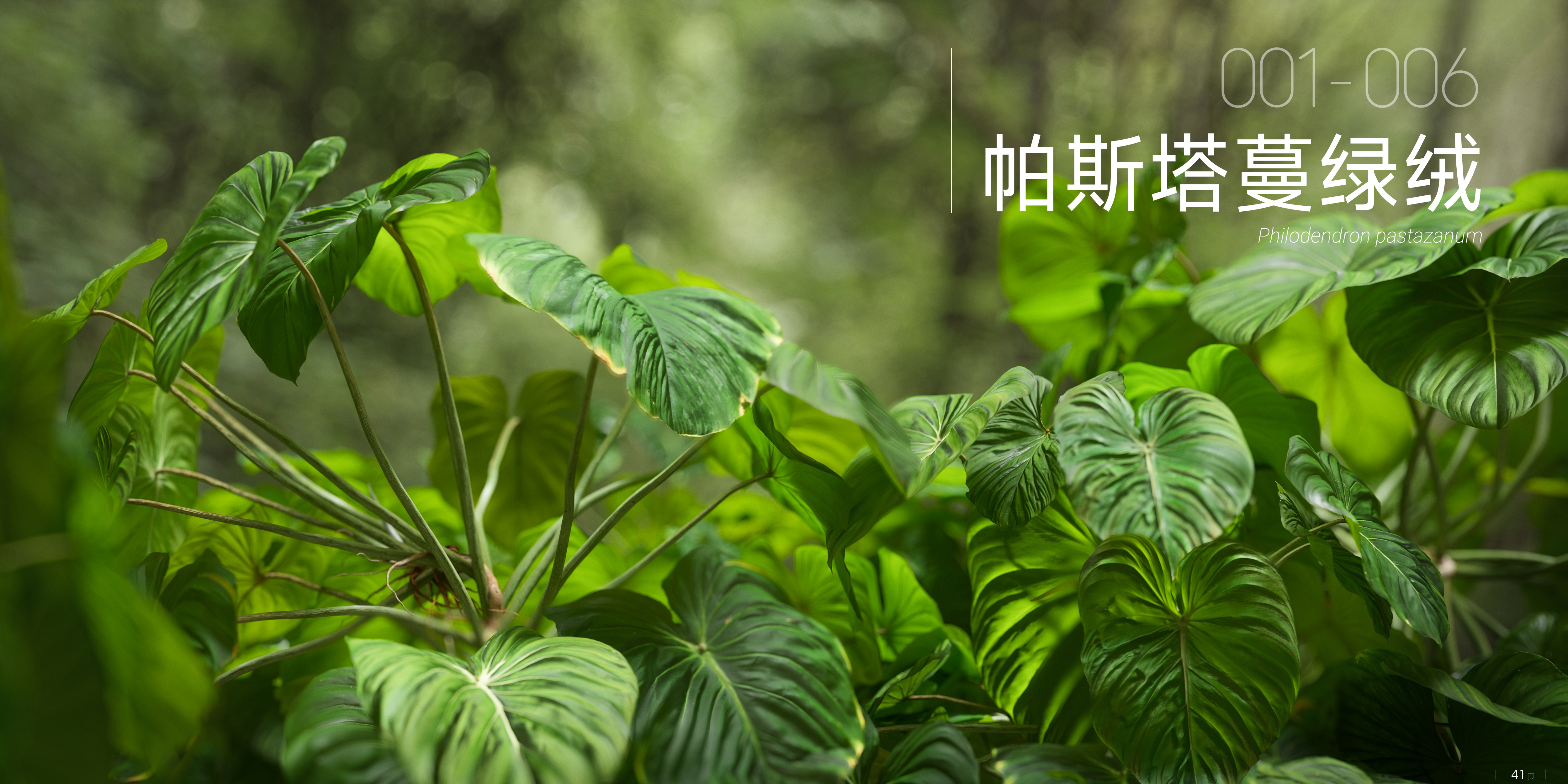 帕斯塔萨蔓绿绒 001 - 006