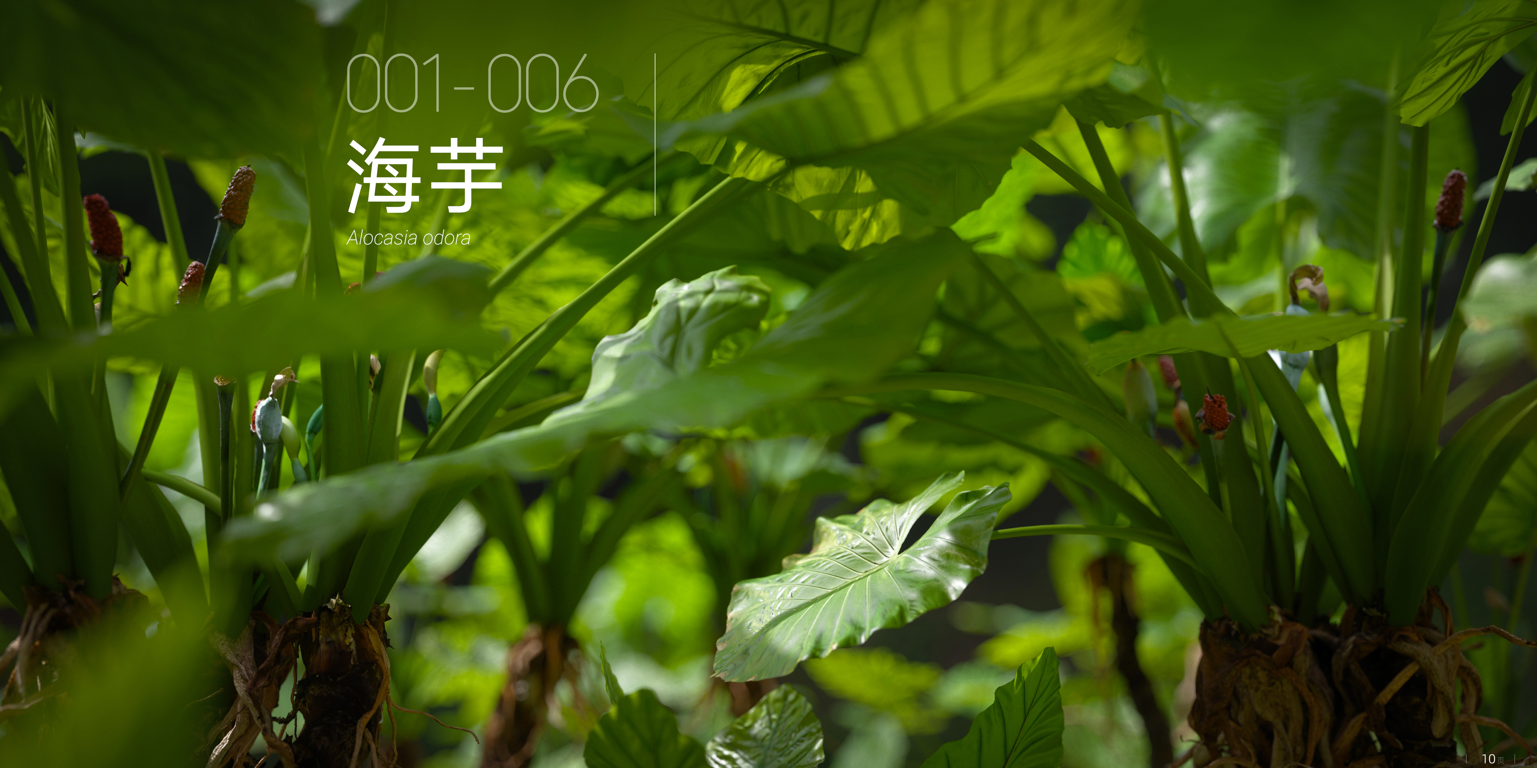 海芋 001 -  006