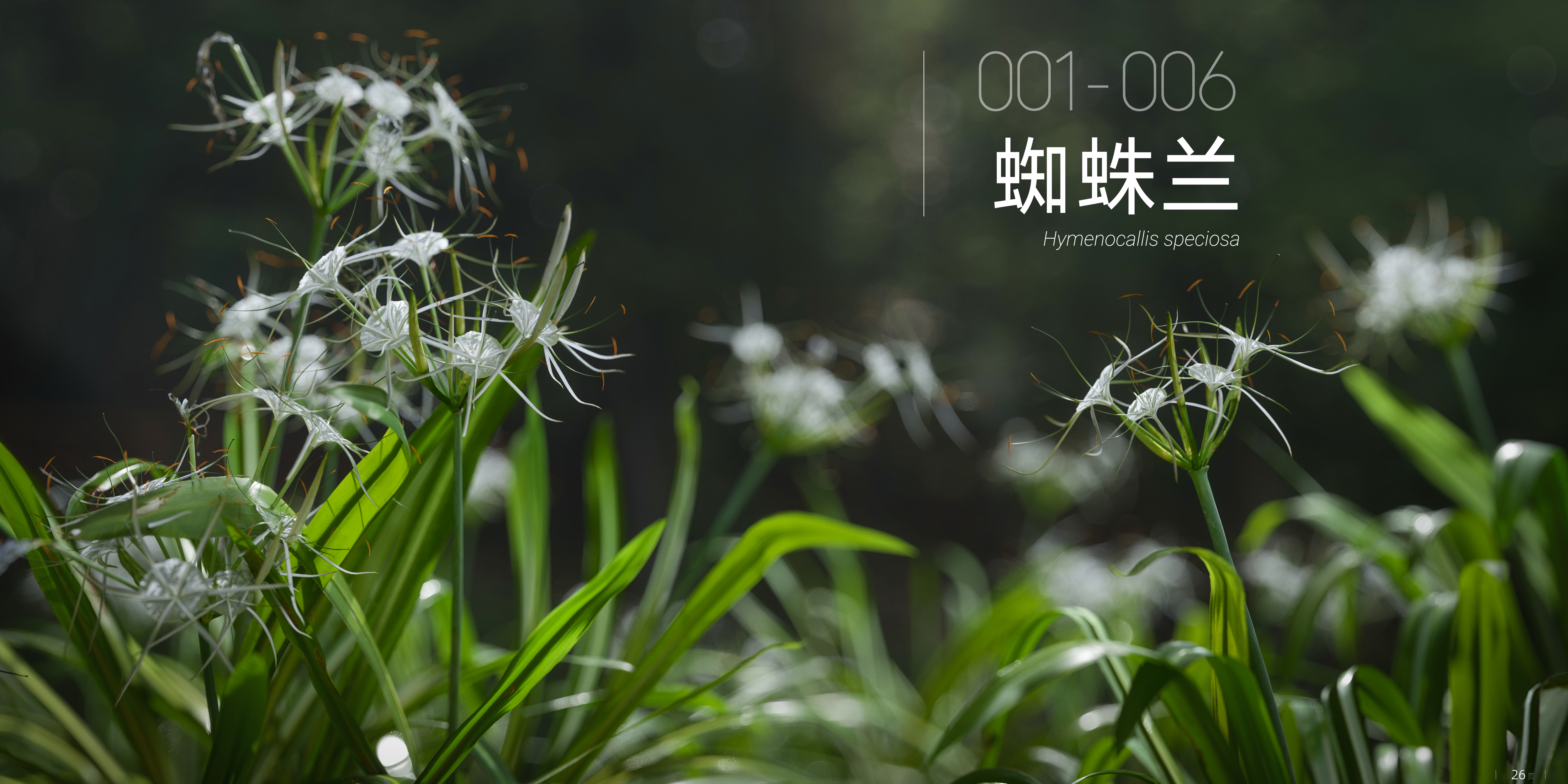 蜘蛛兰 001 - 006