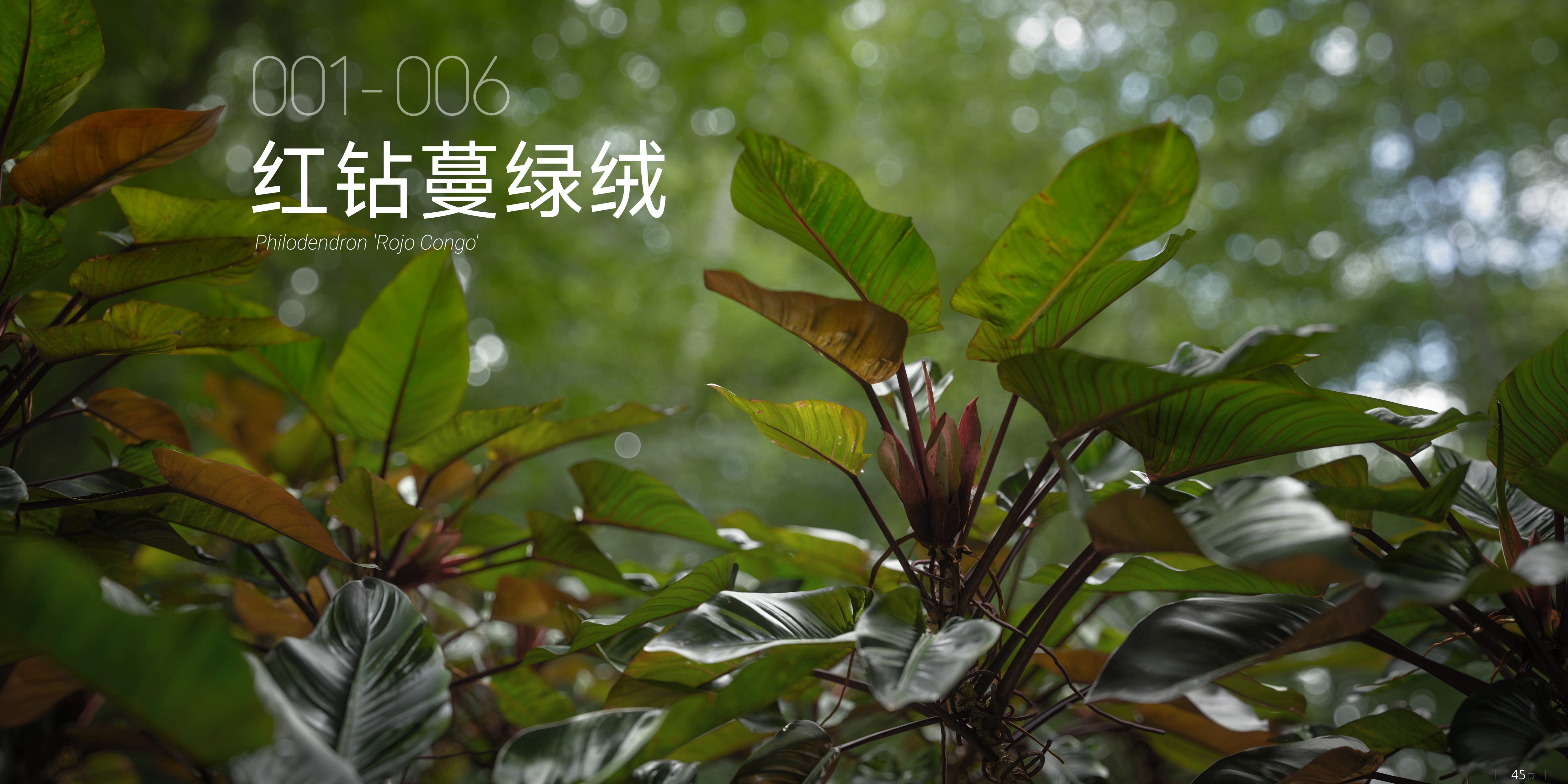 红刚果蔓绿绒 001 - 006