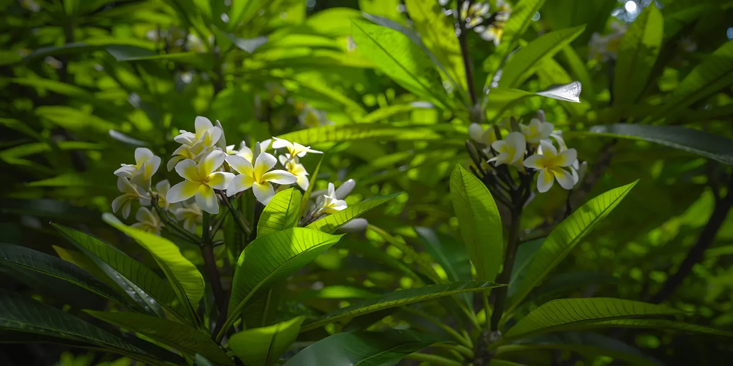 Plumeria rubra 'Acutifolia' 008