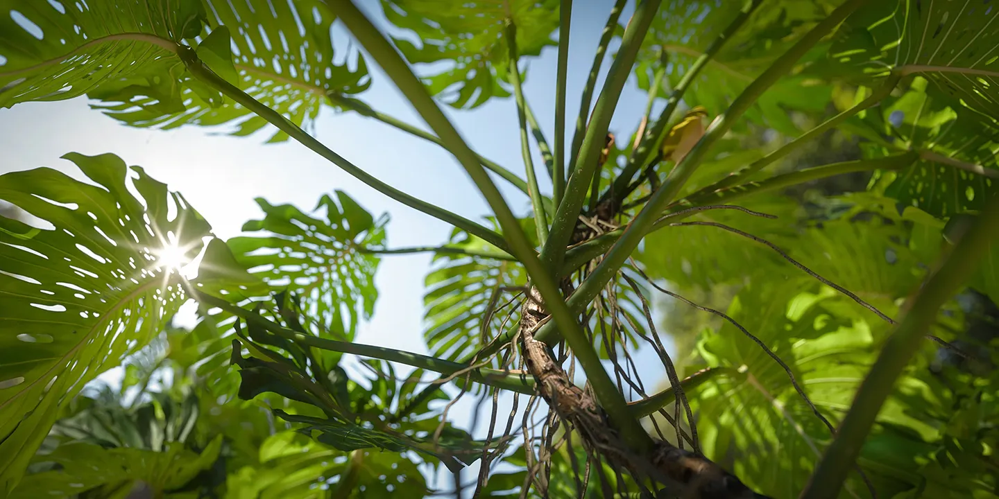 Monstera deliciosa 007-012