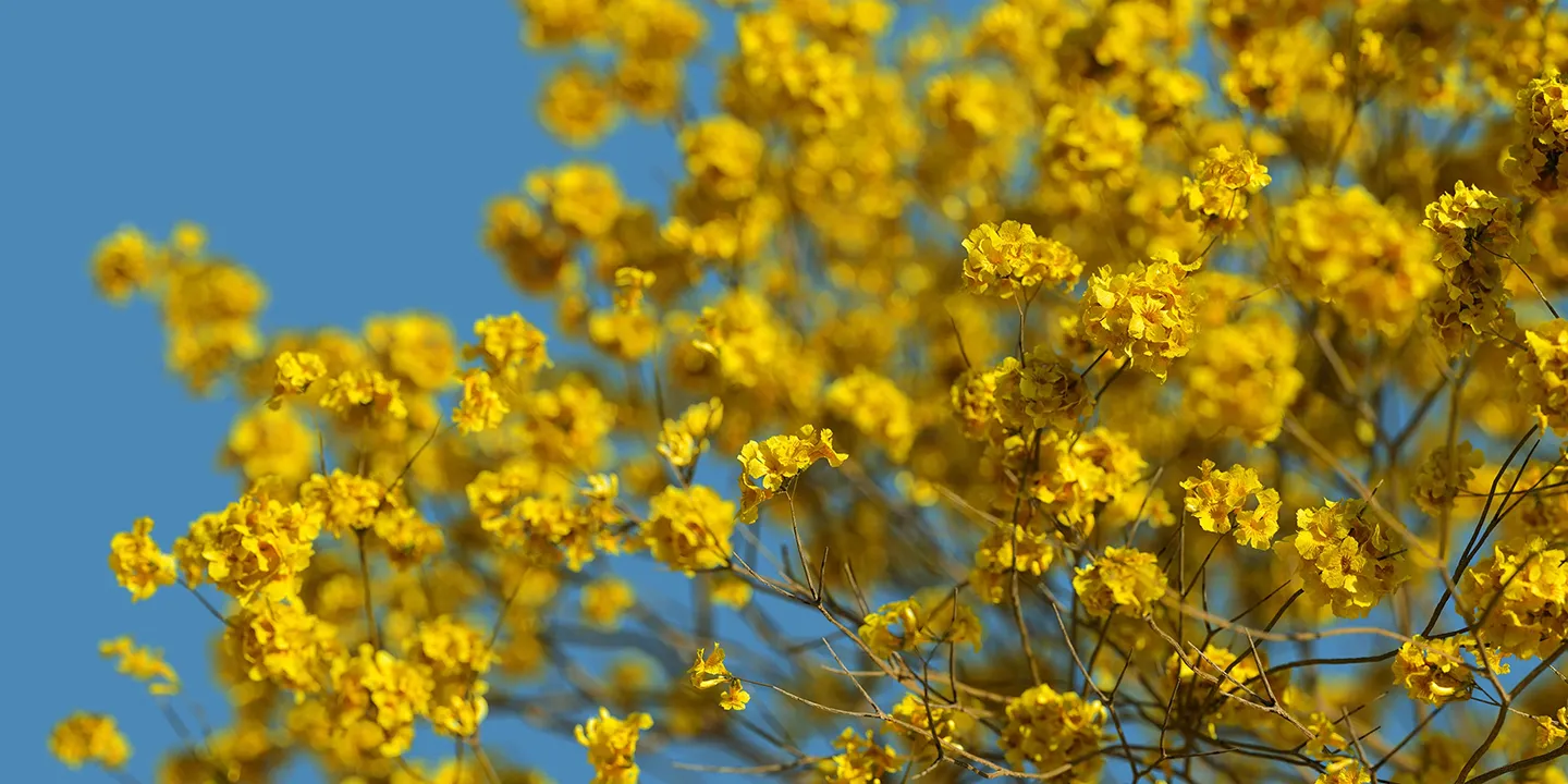 Tabebuia chrysantha
