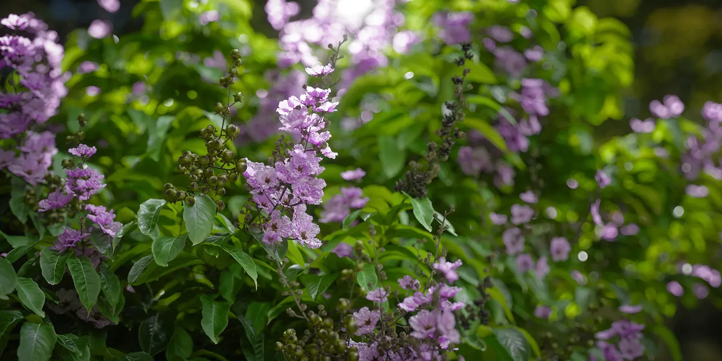 Lagerstroemia speciosa 001-006