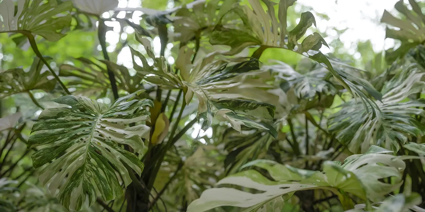 Monstera albo variegata 001-006