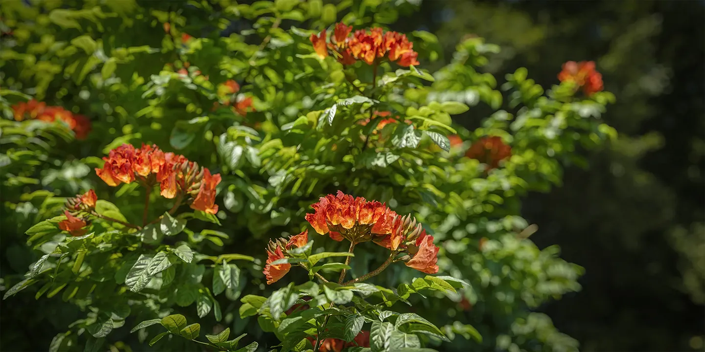 Spathodea campanulata 001-006