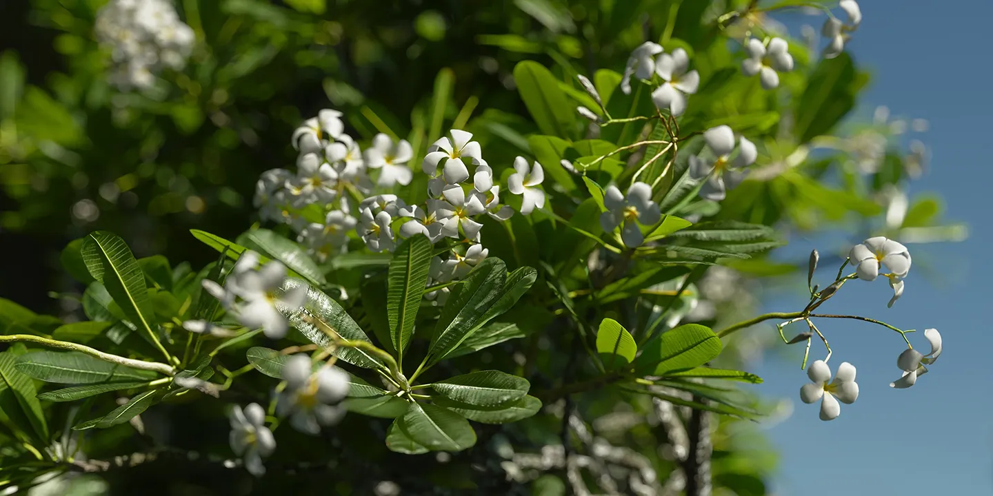 Plumeria Obtusa 001-006