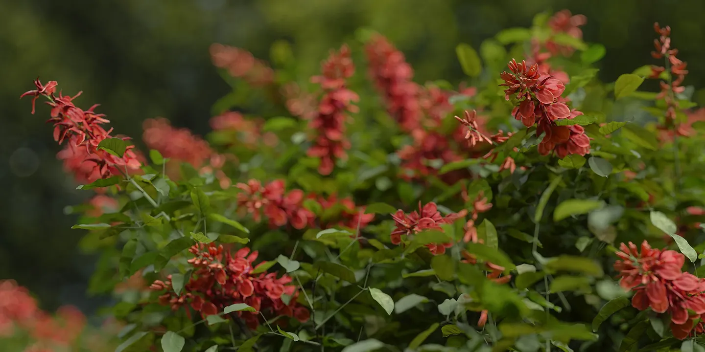 Erythrina crista 001-006