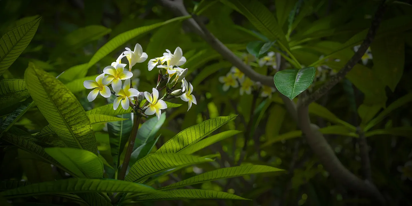 Plumeria rubra 'Acutifolia' 007