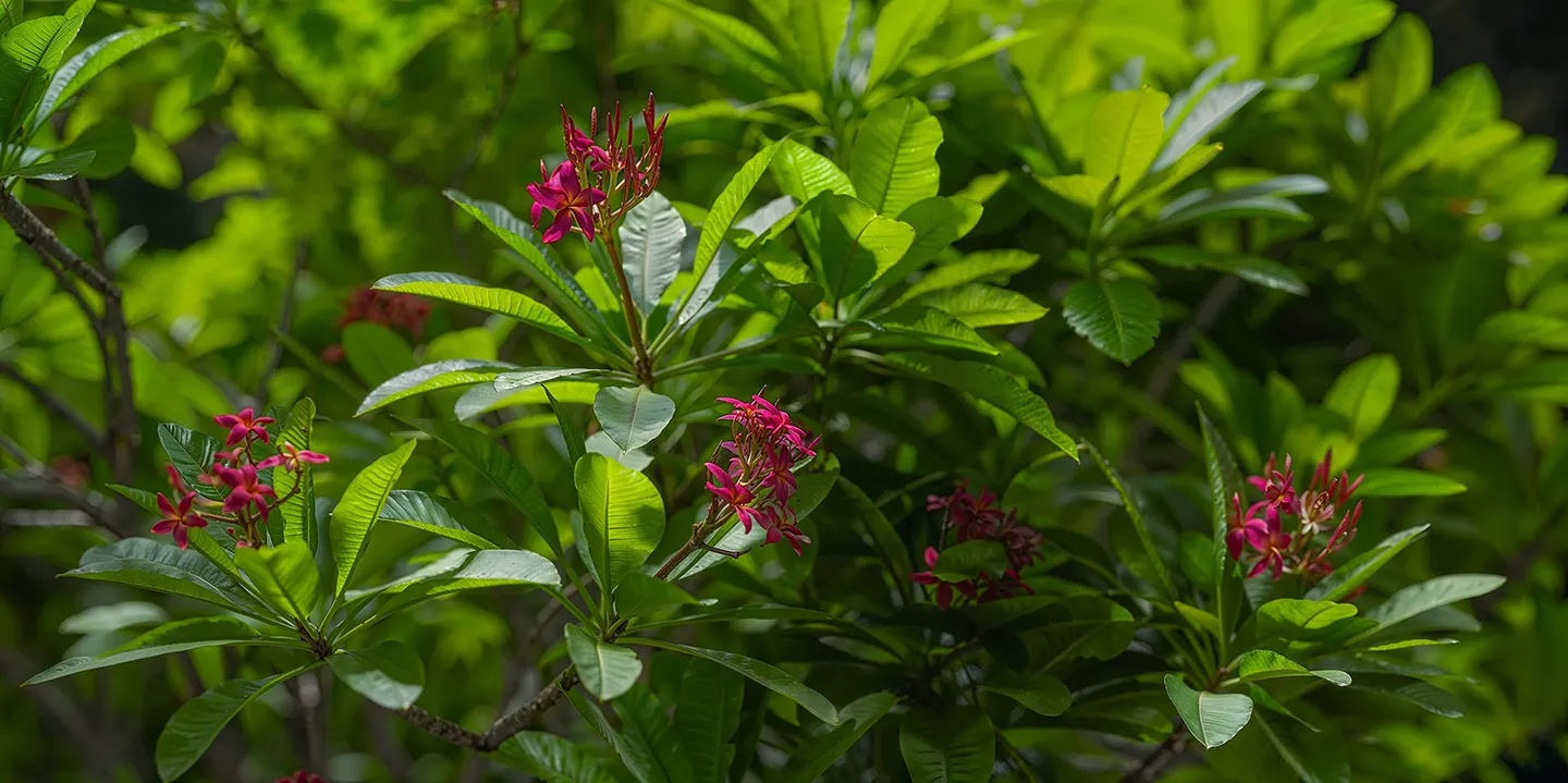 Plumeria rubra 001-006
