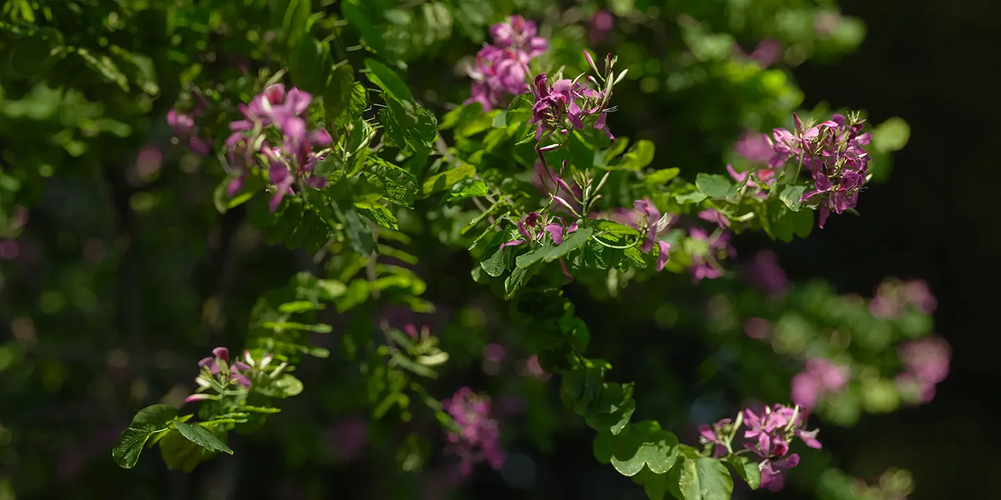 Tabebuia rosea 001-006