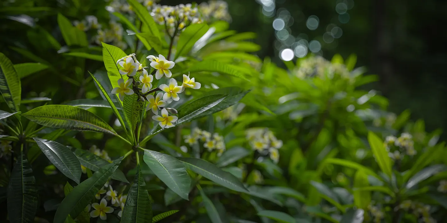 Plumeria rubra 'Acutifolia' 001-006