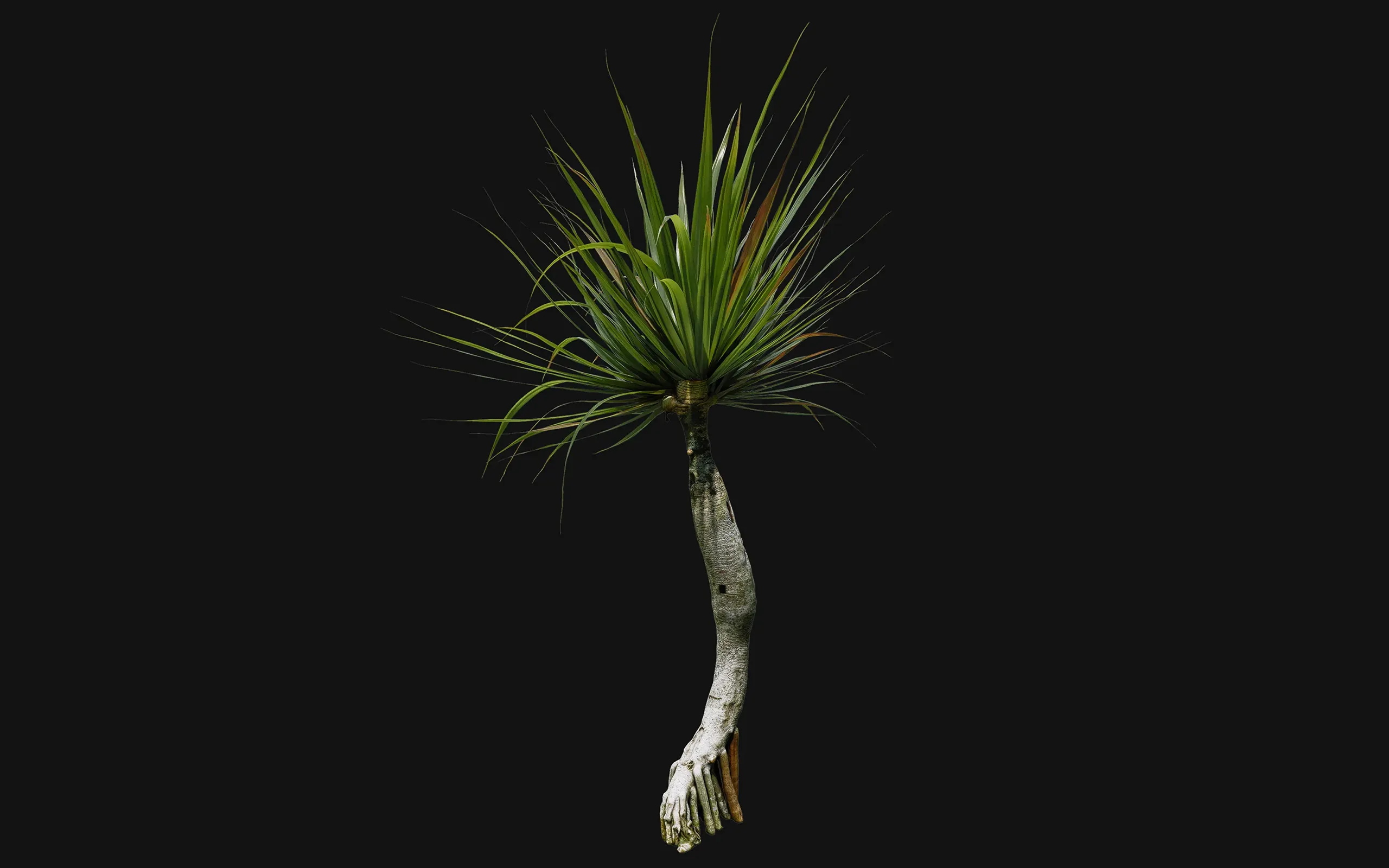 Pandanus utilis